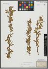 Foto von Salix alba L.